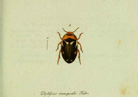 Reproducción/Reproduction 35975564310: Favnae insectorvm Germanicae initia, oder, Deutschlands Insecten /. Nürnberg :In den Felseckerschen Buchhandlung,1796-1813.