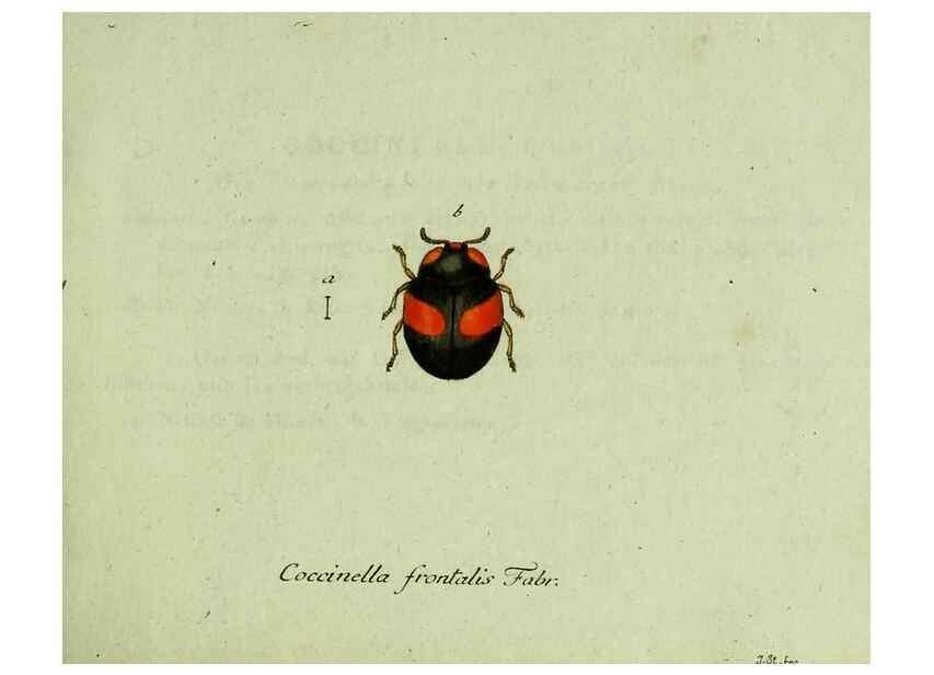 Reproducción/Reproduction 35975517810: Favnae insectorvm Germanicae initia, oder, Deutschlands Insecten /. Nürnberg :In den Felseckerschen Buchhandlung,1796-1813.