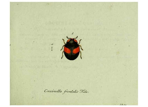 Reproducción/Reproduction 35975517810: Favnae insectorvm Germanicae initia, oder, Deutschlands Insecten /. Nürnberg :In den Felseckerschen Buchhandlung,1796-1813.