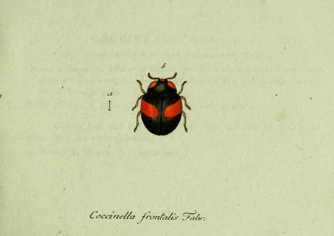 Reproducción/Reproduction 35975517810: Favnae insectorvm Germanicae initia, oder, Deutschlands Insecten /. Nürnberg :In den Felseckerschen Buchhandlung,1796-1813.