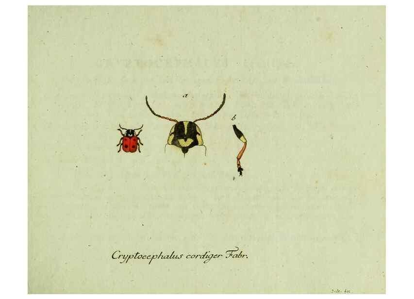 Reproducción/Reproduction 35536548654: Favnae insectorvm Germanicae initia, oder, Deutschlands Insecten /. Nürnberg :In den Felseckerschen Buchhandlung,1796-1813.