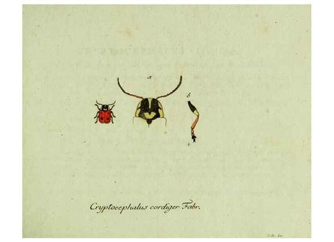 Reproducción/Reproduction 35536548654: Favnae insectorvm Germanicae initia, oder, Deutschlands Insecten /. Nürnberg :In den Felseckerschen Buchhandlung,1796-1813.