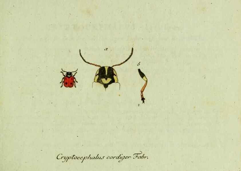 Reproducción/Reproduction 35536548654: Favnae insectorvm Germanicae initia, oder, Deutschlands Insecten /. Nürnberg :In den Felseckerschen Buchhandlung,1796-1813.
