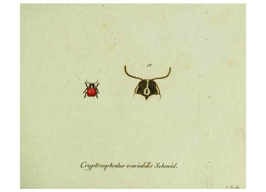 Reproducción/Reproduction 35536550334: Favnae insectorvm Germanicae initia, oder, Deutschlands Insecten /. Nürnberg :In den Felseckerschen Buchhandlung,1796-1813.