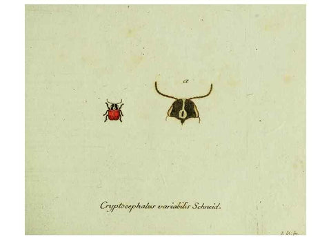 Reproducción/Reproduction 35536550334: Favnae insectorvm Germanicae initia, oder, Deutschlands Insecten /. Nürnberg :In den Felseckerschen Buchhandlung,1796-1813.