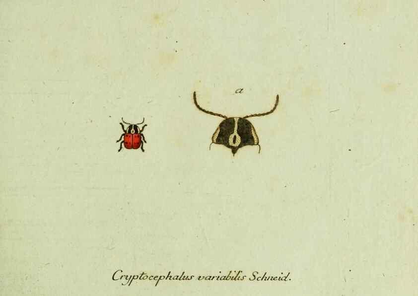 Reproducción/Reproduction 35536550334: Favnae insectorvm Germanicae initia, oder, Deutschlands Insecten /. Nürnberg :In den Felseckerschen Buchhandlung,1796-1813.