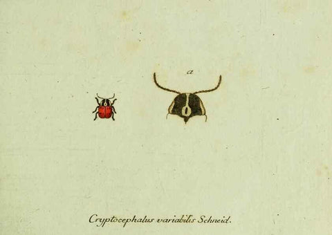 Reproducción/Reproduction 35536550334: Favnae insectorvm Germanicae initia, oder, Deutschlands Insecten /. Nürnberg :In den Felseckerschen Buchhandlung,1796-1813.