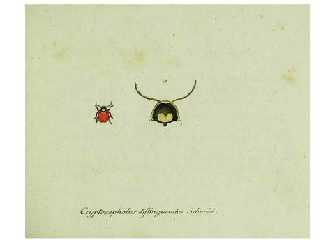 Reproducción/Reproduction 35536552764: Favnae insectorvm Germanicae initia, oder, Deutschlands Insecten /. Nürnberg :In den Felseckerschen Buchhandlung,1796-1813.