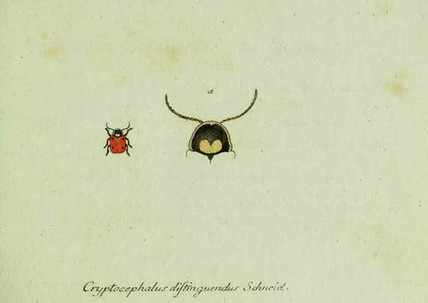 Reproducción/Reproduction 35536552764: Favnae insectorvm Germanicae initia, oder, Deutschlands Insecten /. Nürnberg :In den Felseckerschen Buchhandlung,1796-1813.