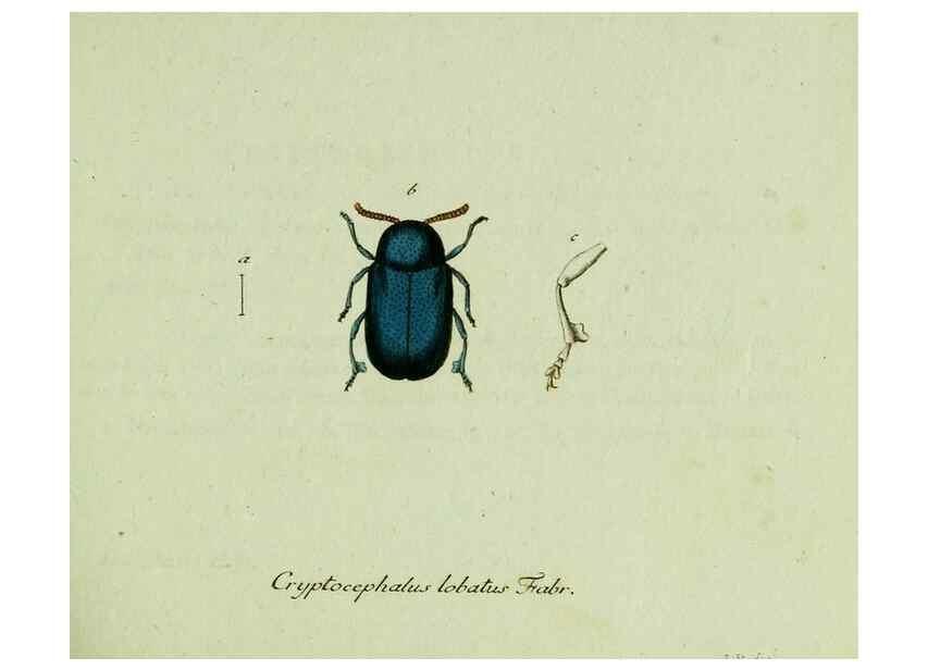 Reproducción/Reproduction 35536554624: Favnae insectorvm Germanicae initia, oder, Deutschlands Insecten /. Nürnberg :In den Felseckerschen Buchhandlung,1796-1813.