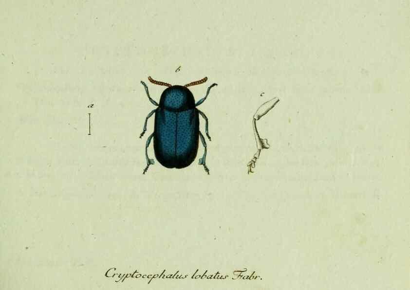 Reproducción/Reproduction 35536554624: Favnae insectorvm Germanicae initia, oder, Deutschlands Insecten /. Nürnberg :In den Felseckerschen Buchhandlung,1796-1813.