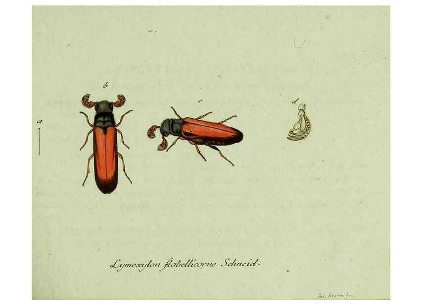 Reproducción/Reproduction 35536555124: Favnae insectorvm Germanicae initia, oder, Deutschlands Insecten /. Nürnberg :In den Felseckerschen Buchhandlung,1796-1813.
