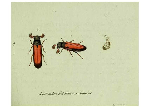 Reproducción/Reproduction 35536555124: Favnae insectorvm Germanicae initia, oder, Deutschlands Insecten /. Nürnberg :In den Felseckerschen Buchhandlung,1796-1813.