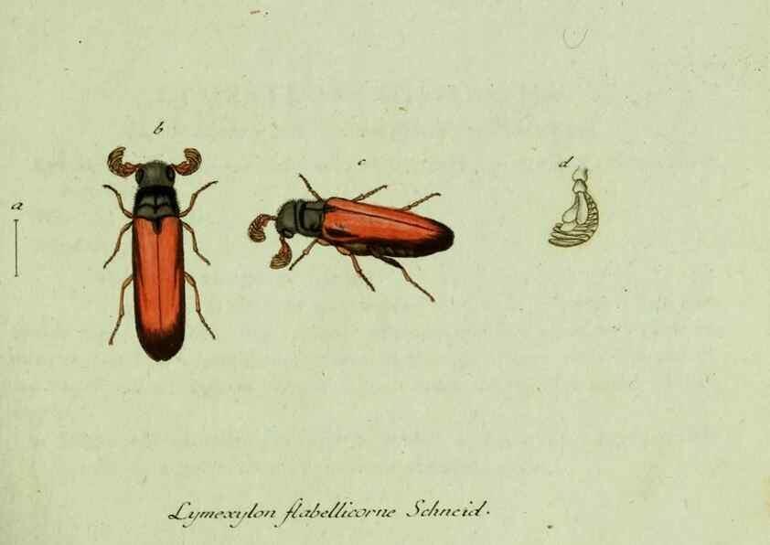Reproducción/Reproduction 35536555124: Favnae insectorvm Germanicae initia, oder, Deutschlands Insecten /. Nürnberg :In den Felseckerschen Buchhandlung,1796-1813.