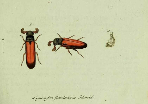 Reproducción/Reproduction 35536555124: Favnae insectorvm Germanicae initia, oder, Deutschlands Insecten /. Nürnberg :In den Felseckerschen Buchhandlung,1796-1813.