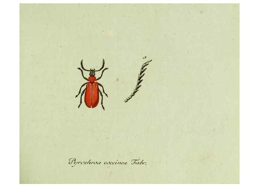 Reproducción/Reproduction 36327638996: Favnae insectorvm Germanicae initia, oder, Deutschlands Insecten /. Nürnberg :In den Felseckerschen Buchhandlung,1796-1813.