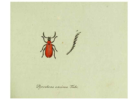 Reproducción/Reproduction 36327638996: Favnae insectorvm Germanicae initia, oder, Deutschlands Insecten /. Nürnberg :In den Felseckerschen Buchhandlung,1796-1813.