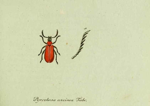 Reproducción/Reproduction 36327638996: Favnae insectorvm Germanicae initia, oder, Deutschlands Insecten /. Nürnberg :In den Felseckerschen Buchhandlung,1796-1813.