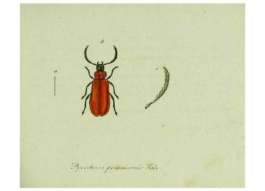 Reproducción/Reproduction 35536556224: Favnae insectorvm Germanicae initia, oder, Deutschlands Insecten /. Nürnberg :In den Felseckerschen Buchhandlung,1796-1813.