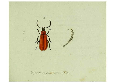Reproducción/Reproduction 35536556224: Favnae insectorvm Germanicae initia, oder, Deutschlands Insecten /. Nürnberg :In den Felseckerschen Buchhandlung,1796-1813.