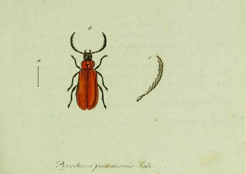 Reproducción/Reproduction 35536556224: Favnae insectorvm Germanicae initia, oder, Deutschlands Insecten /. Nürnberg :In den Felseckerschen Buchhandlung,1796-1813.