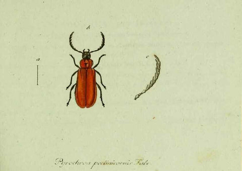 Reproducción/Reproduction 35536556224: Favnae insectorvm Germanicae initia, oder, Deutschlands Insecten /. Nürnberg :In den Felseckerschen Buchhandlung,1796-1813.