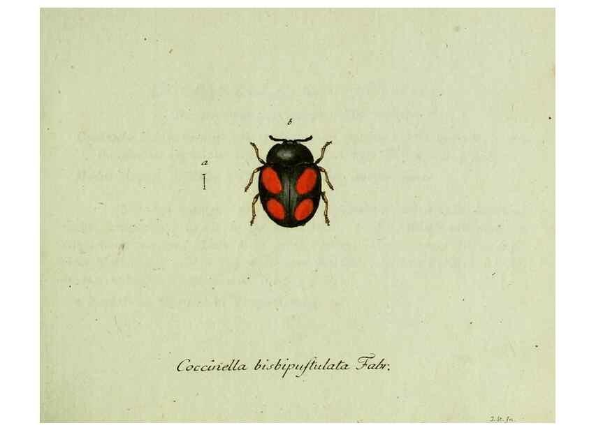 Reproducción/Reproduction 35975520060: Favnae insectorvm Germanicae initia, oder, Deutschlands Insecten /. Nürnberg :In den Felseckerschen Buchhandlung,1796-1813.