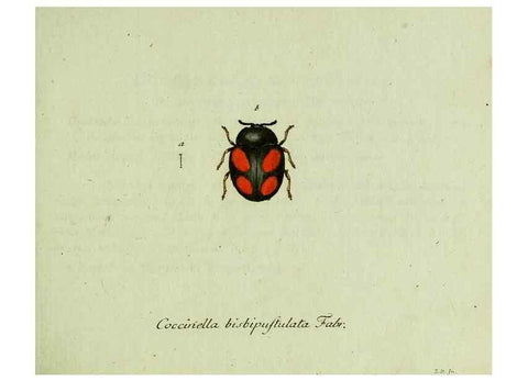 Reproducción/Reproduction 35975520060: Favnae insectorvm Germanicae initia, oder, Deutschlands Insecten /. Nürnberg :In den Felseckerschen Buchhandlung,1796-1813.