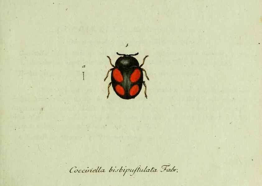 Reproducción/Reproduction 35975520060: Favnae insectorvm Germanicae initia, oder, Deutschlands Insecten /. Nürnberg :In den Felseckerschen Buchhandlung,1796-1813.