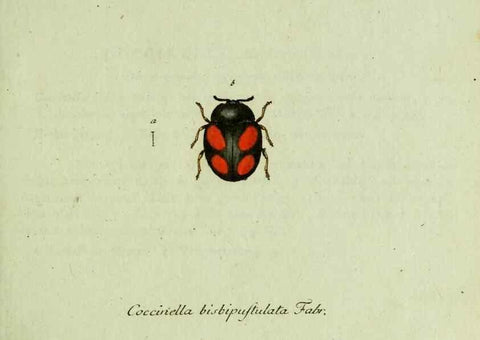 Reproducción/Reproduction 35975520060: Favnae insectorvm Germanicae initia, oder, Deutschlands Insecten /. Nürnberg :In den Felseckerschen Buchhandlung,1796-1813.