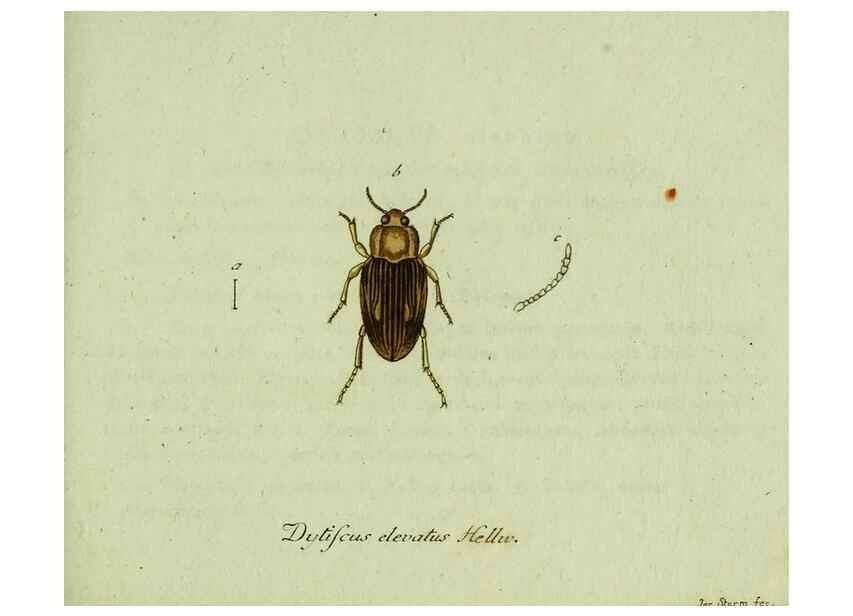 Reproducción/Reproduction 35975565610: Favnae insectorvm Germanicae initia, oder, Deutschlands Insecten /. Nürnberg :In den Felseckerschen Buchhandlung,1796-1813.