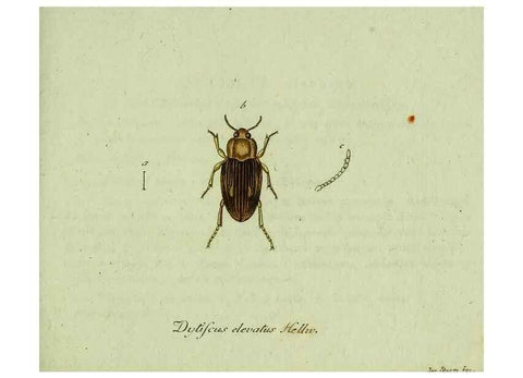 Reproducción/Reproduction 35975565610: Favnae insectorvm Germanicae initia, oder, Deutschlands Insecten /. Nürnberg :In den Felseckerschen Buchhandlung,1796-1813.