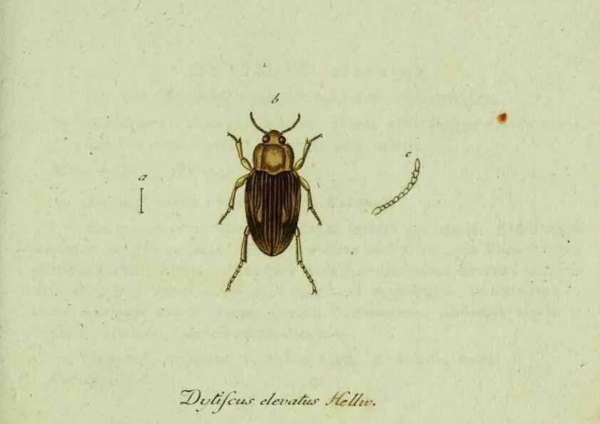 Reproducción/Reproduction 35975565610: Favnae insectorvm Germanicae initia, oder, Deutschlands Insecten /. Nürnberg :In den Felseckerschen Buchhandlung,1796-1813.