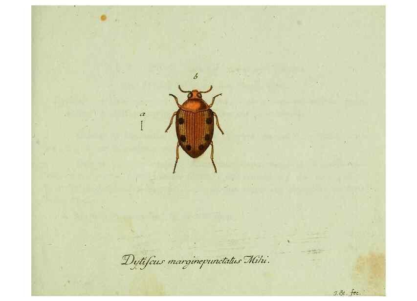 Reproducción/Reproduction 35975567890: Favnae insectorvm Germanicae initia, oder, Deutschlands Insecten /. Nürnberg :In den Felseckerschen Buchhandlung,1796-1813.