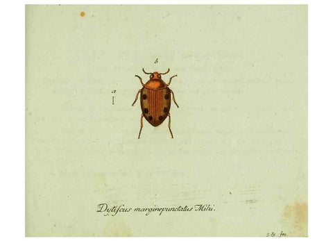 Reproducción/Reproduction 35975567890: Favnae insectorvm Germanicae initia, oder, Deutschlands Insecten /. Nürnberg :In den Felseckerschen Buchhandlung,1796-1813.