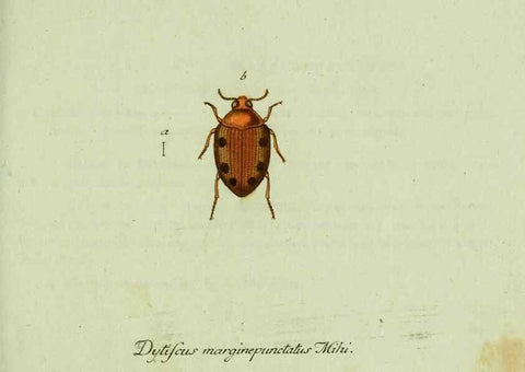 Reproducción/Reproduction 35975567890: Favnae insectorvm Germanicae initia, oder, Deutschlands Insecten /. Nürnberg :In den Felseckerschen Buchhandlung,1796-1813.
