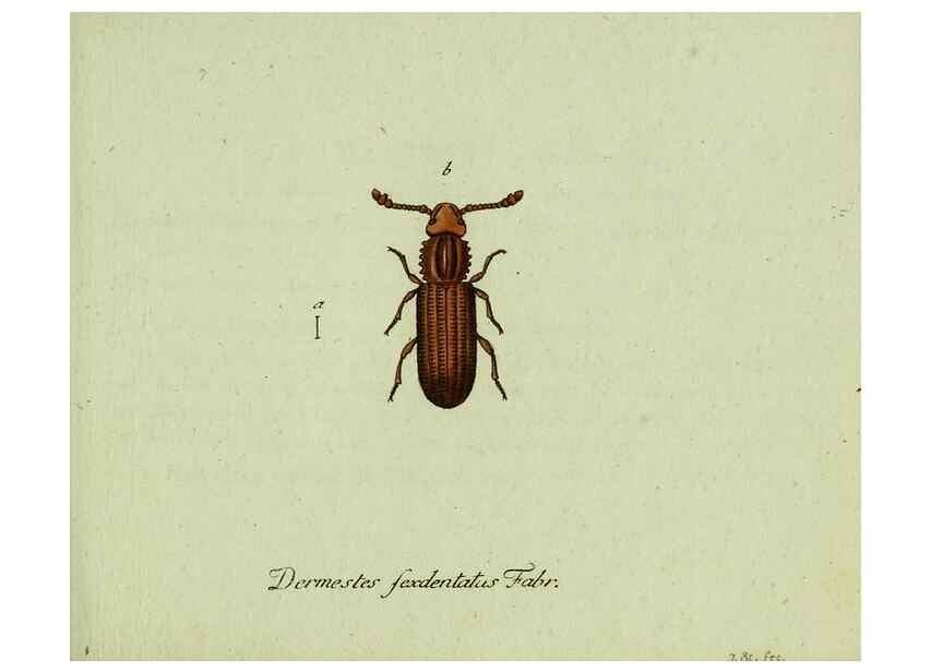 Reproducción/Reproduction 35975569760: Favnae insectorvm Germanicae initia, oder, Deutschlands Insecten /. Nürnberg :In den Felseckerschen Buchhandlung,1796-1813.