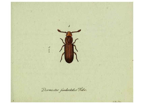 Reproducción/Reproduction 35975569760: Favnae insectorvm Germanicae initia, oder, Deutschlands Insecten /. Nürnberg :In den Felseckerschen Buchhandlung,1796-1813.