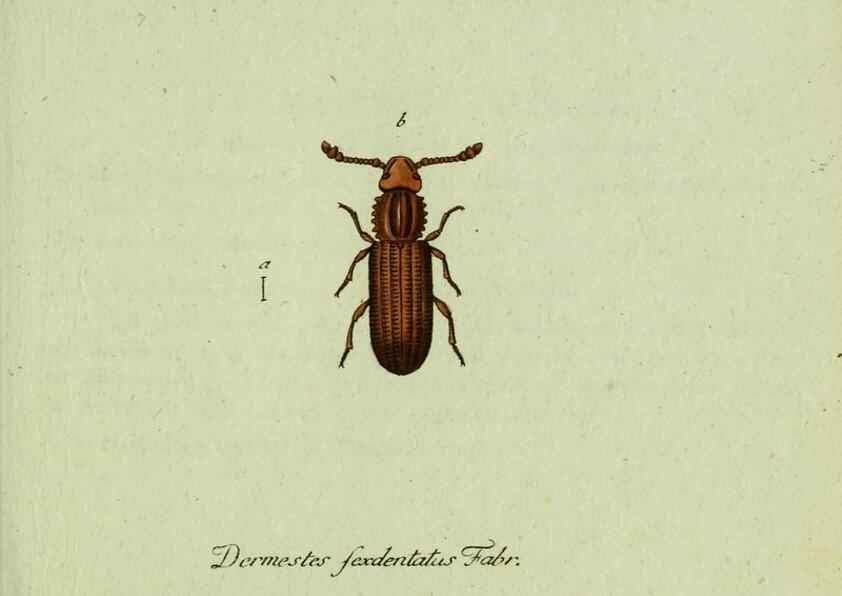 Reproducción/Reproduction 35975569760: Favnae insectorvm Germanicae initia, oder, Deutschlands Insecten /. Nürnberg :In den Felseckerschen Buchhandlung,1796-1813.