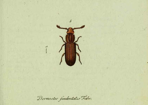 Reproducción/Reproduction 35975569760: Favnae insectorvm Germanicae initia, oder, Deutschlands Insecten /. Nürnberg :In den Felseckerschen Buchhandlung,1796-1813.