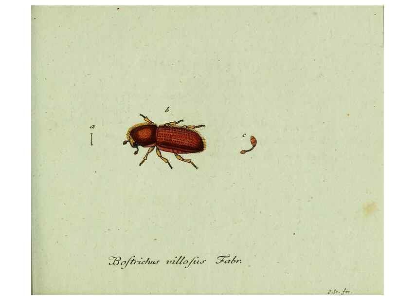 Reproducción/Reproduction 36327702206: Favnae insectorvm Germanicae initia, oder, Deutschlands Insecten /. Nürnberg :In den Felseckerschen Buchhandlung,1796-1813.