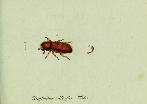 Reproducción/Reproduction 36327702206: Favnae insectorvm Germanicae initia, oder, Deutschlands Insecten /. Nürnberg :In den Felseckerschen Buchhandlung,1796-1813.