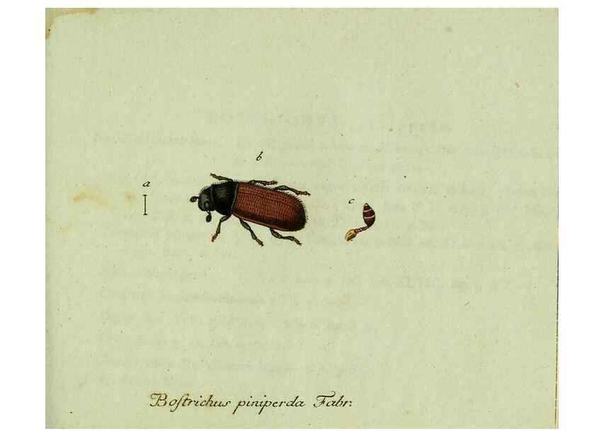 Reproducción/Reproduction 36327703666: Favnae insectorvm Germanicae initia, oder, Deutschlands Insecten /. Nürnberg :In den Felseckerschen Buchhandlung,1796-1813.
