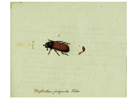 Reproducción/Reproduction 36327703666: Favnae insectorvm Germanicae initia, oder, Deutschlands Insecten /. Nürnberg :In den Felseckerschen Buchhandlung,1796-1813.