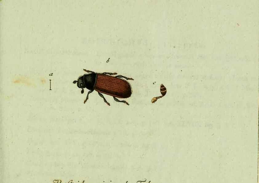 Reproducción/Reproduction 36327703666: Favnae insectorvm Germanicae initia, oder, Deutschlands Insecten /. Nürnberg :In den Felseckerschen Buchhandlung,1796-1813.