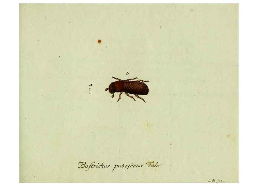 Reproducción/Reproduction 36327704716: Favnae insectorvm Germanicae initia, oder, Deutschlands Insecten /. Nürnberg :In den Felseckerschen Buchhandlung,1796-1813.