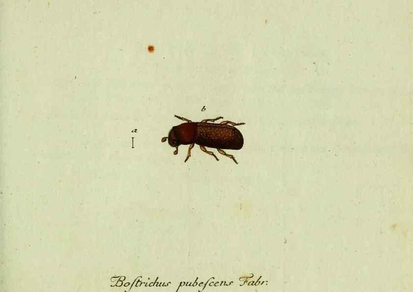 Reproducción/Reproduction 36327704716: Favnae insectorvm Germanicae initia, oder, Deutschlands Insecten /. Nürnberg :In den Felseckerschen Buchhandlung,1796-1813.
