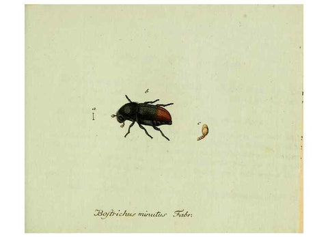 Reproducción/Reproduction 36327706316: Favnae insectorvm Germanicae initia, oder, Deutschlands Insecten /. Nürnberg :In den Felseckerschen Buchhandlung,1796-1813.