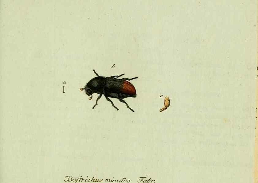 Reproducción/Reproduction 36327706316: Favnae insectorvm Germanicae initia, oder, Deutschlands Insecten /. Nürnberg :In den Felseckerschen Buchhandlung,1796-1813.