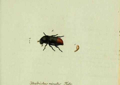Reproducción/Reproduction 36327706316: Favnae insectorvm Germanicae initia, oder, Deutschlands Insecten /. Nürnberg :In den Felseckerschen Buchhandlung,1796-1813.